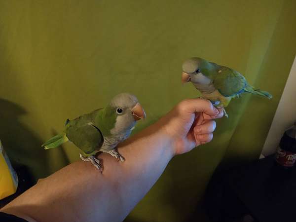 quaker-parrots-for-sale-in-ladonia-tx