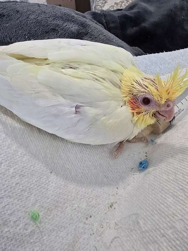 cockatiel-for-sale-in-guyton-ga