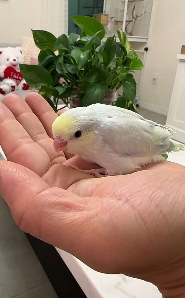 parrotlet-for-sale