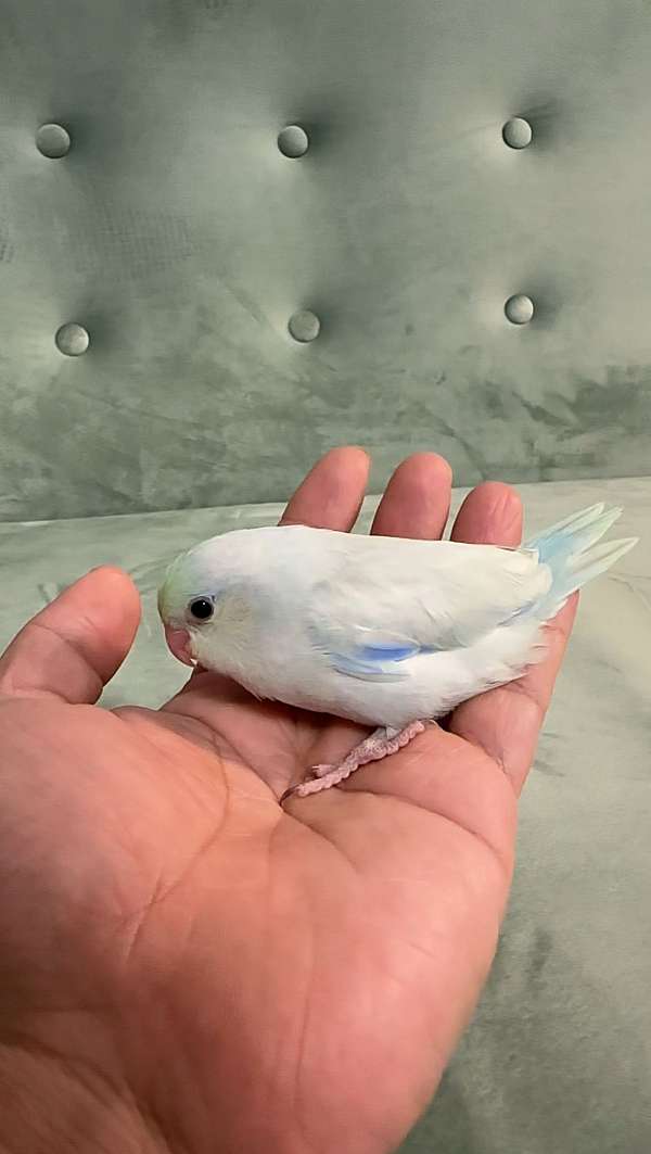 pacific-parrotlet-for-sale