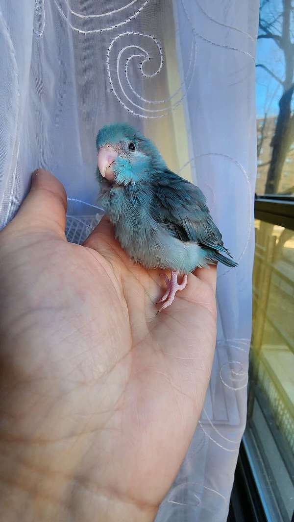 pacific-parrotlet-for-sale