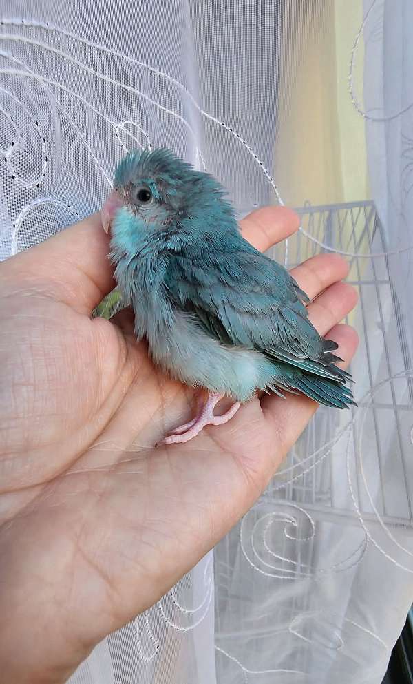 pacific-parrotlet-for-sale