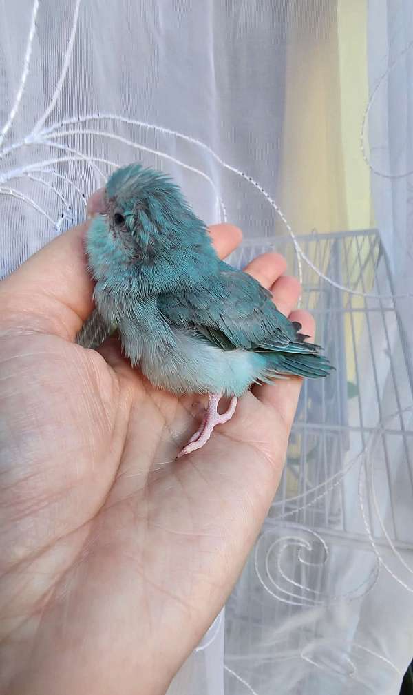 pacific-parrotlet-for-sale