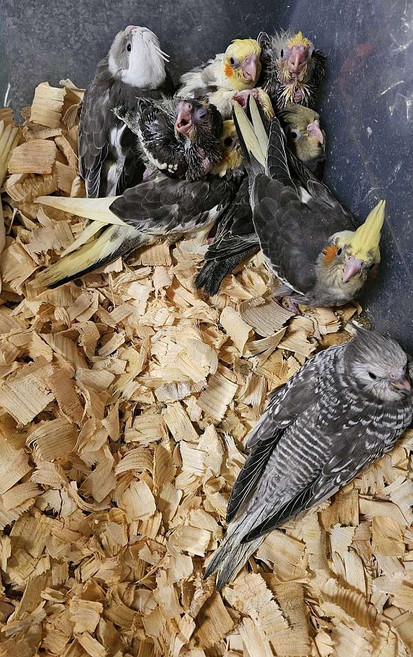 cockatiel-for-sale-in-trafford-pa