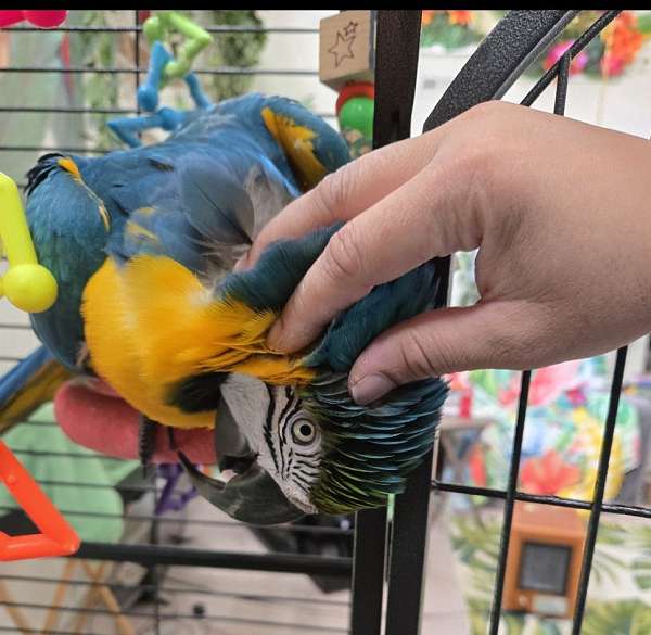 blue-gold-macaw-for-sale