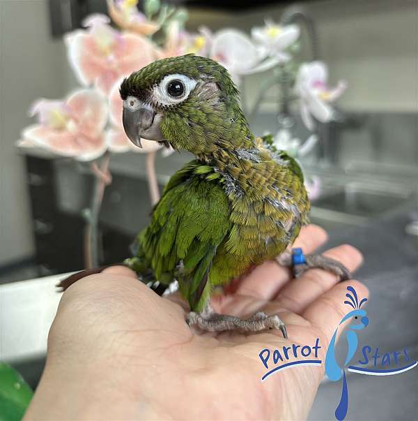 green-cheek-conure-for-sale