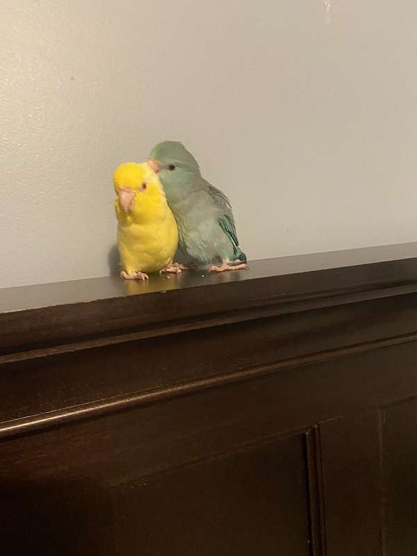 pacific-parrotlet-for-sale-in-lowell-ma