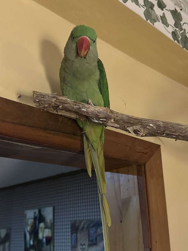 parrot-for-sale