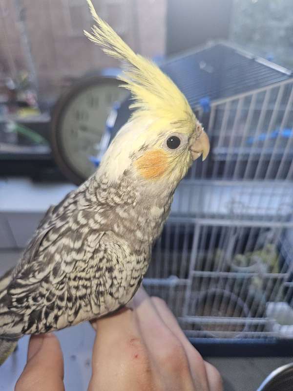 cockatiel-for-sale