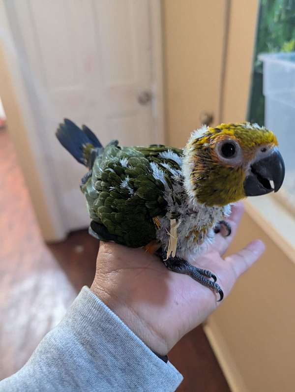 jenday-conure-for-sale-in-east-elmhurst-ny