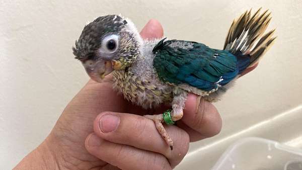 green-bird-for-sale-in-danville-va