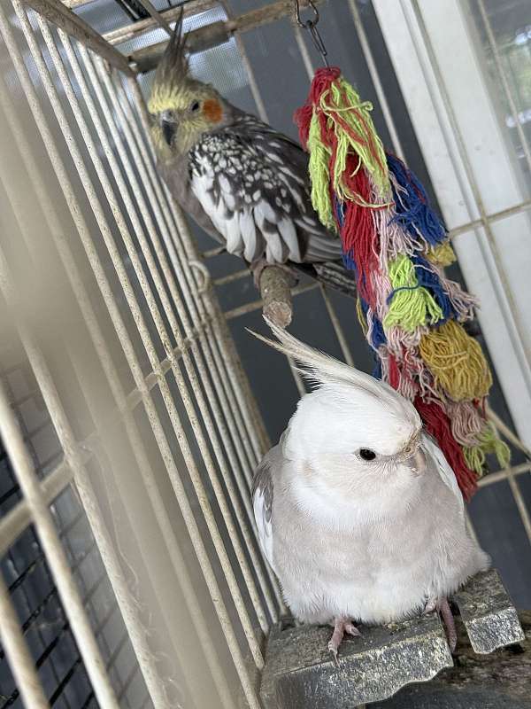 albino-bird-for-sale-in-west-palm-beach-fl