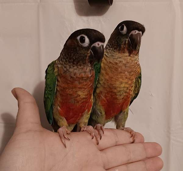 conure-for-sale