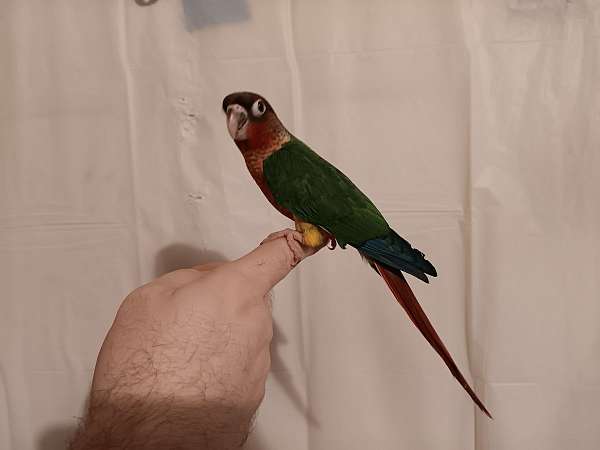 companion-handfed-conure-for-sale