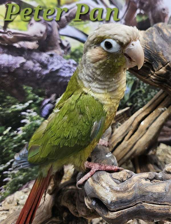 green-cheek-conure-for-sale