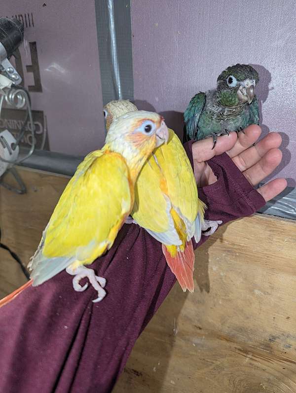 green-cheek-conure-for-sale