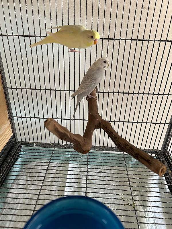 parakeet-for-sale-in-southington-ct