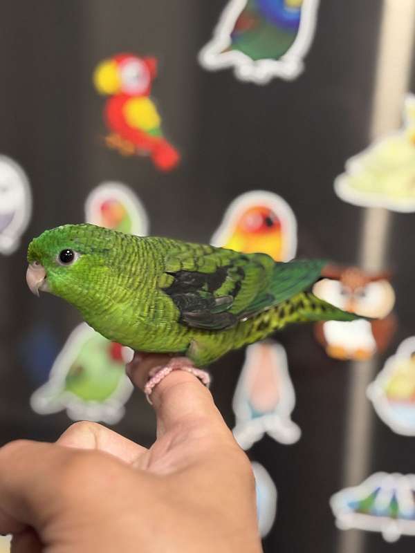 rare-lineolated-parakeet-for-sale