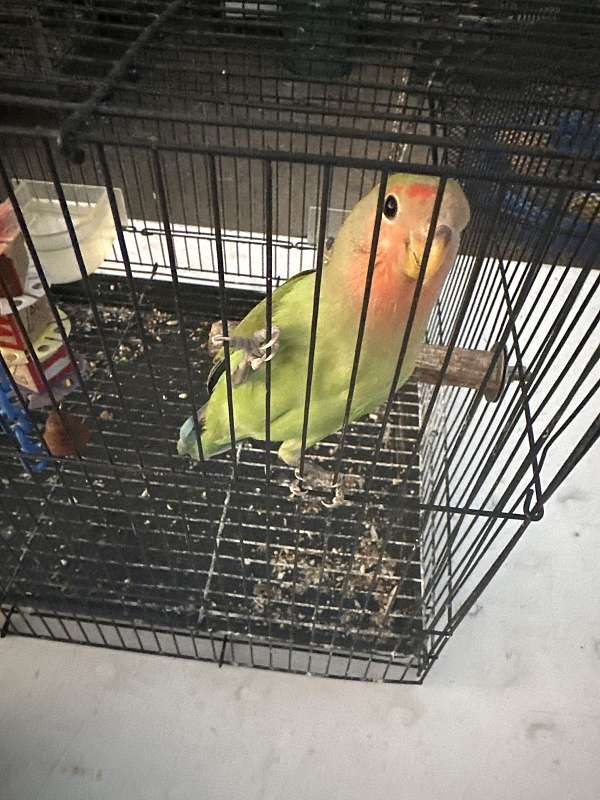 lovebird-for-sale