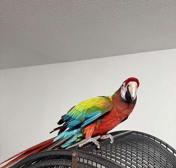 macaw-for-sale-in-monroe-mi