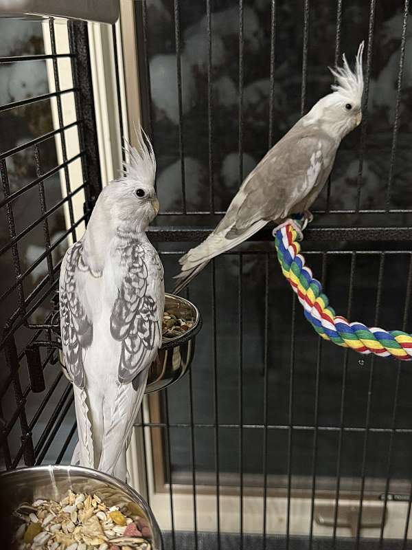 cockatiel-for-sale