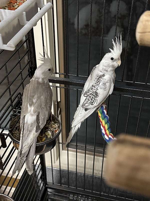 cockatiel-for-sale-in-dover-ma