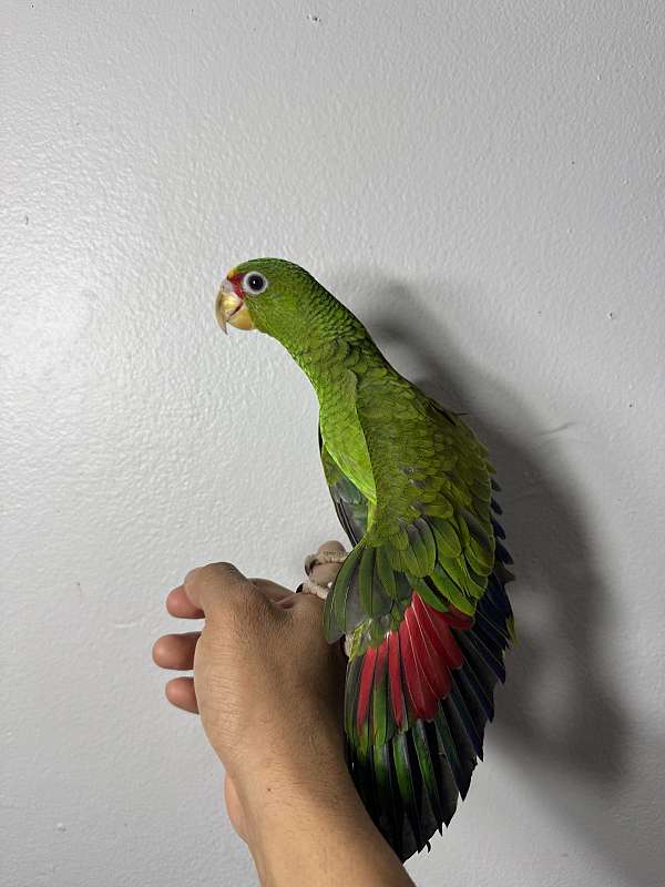 amazon-parrot-for-sale