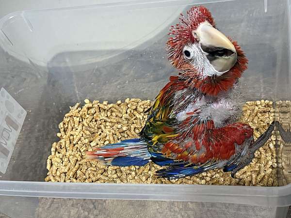 macaw-for-sale