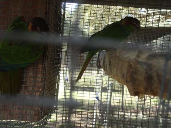 conure-for-sale