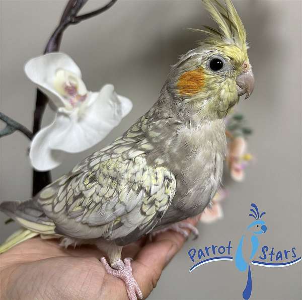 cockatiel-for-sale