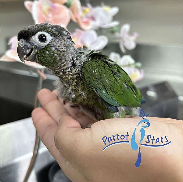 green-cheek-conure-for-sale