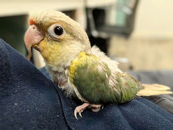 green-cheek-conure-for-sale