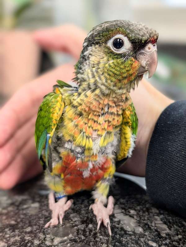 green-cheek-conure-for-sale