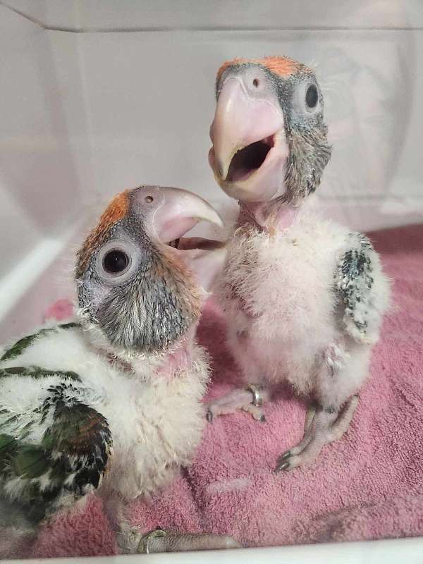 poicephalus-parrots-for-sale-in-webster-ny