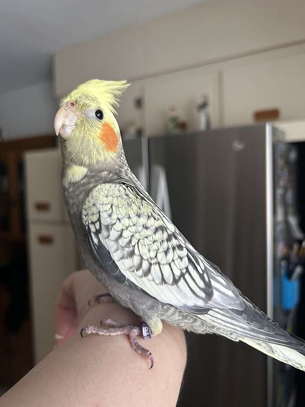 pearl-playful-tame-bird-for-sale