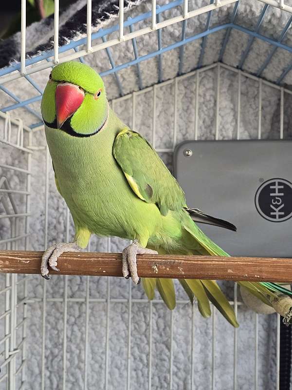 bird-for-sale-in-greeley-co