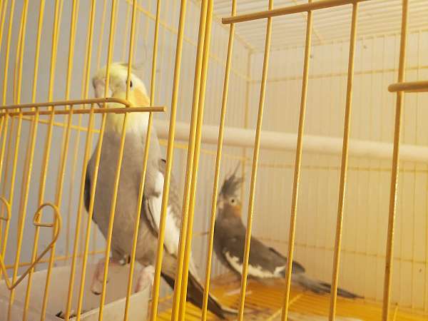 cinnamon-grey-bird-for-sale-in-universal-city-tx