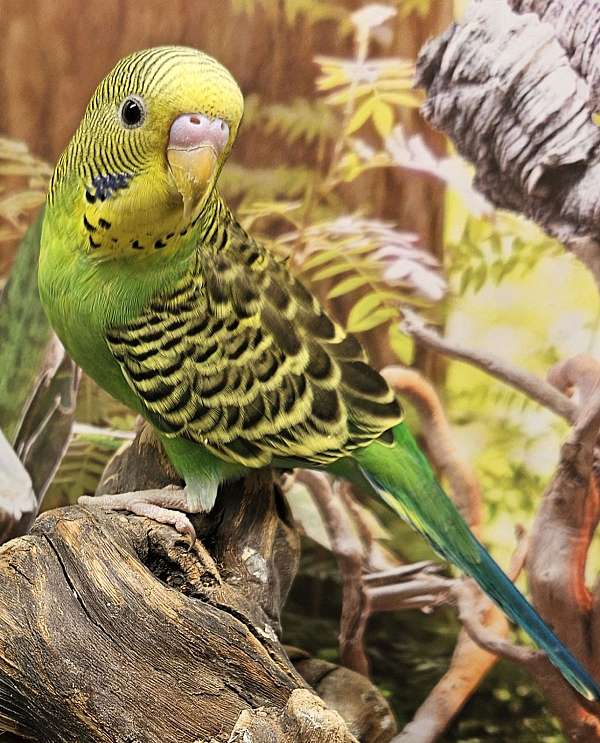 parrotlet-for-sale-in-lancaster-oh