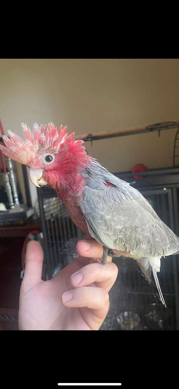 rose-breasted-cockatoo-for-sale