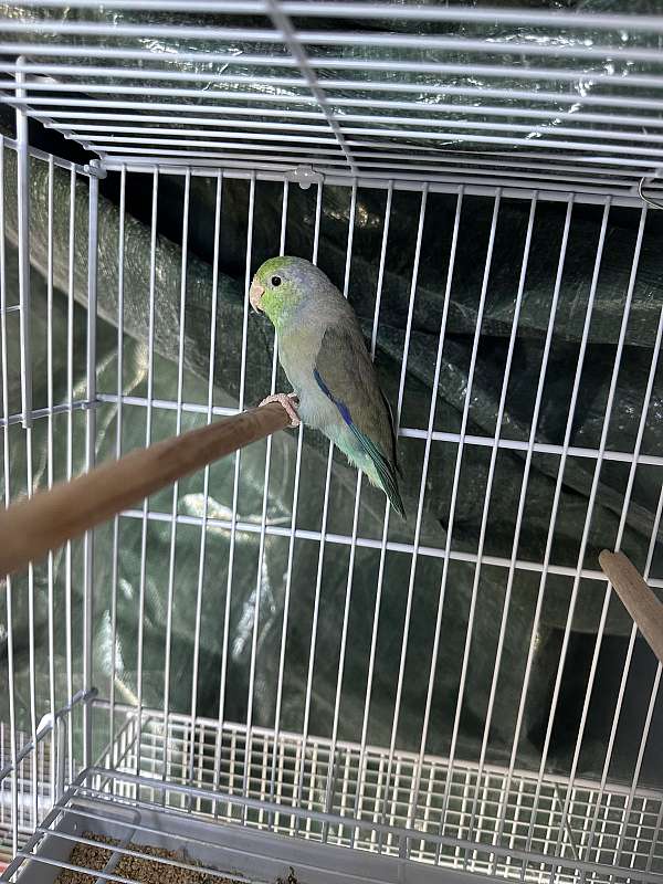 pacific-parrotlet-for-sale-in-springfield-mo