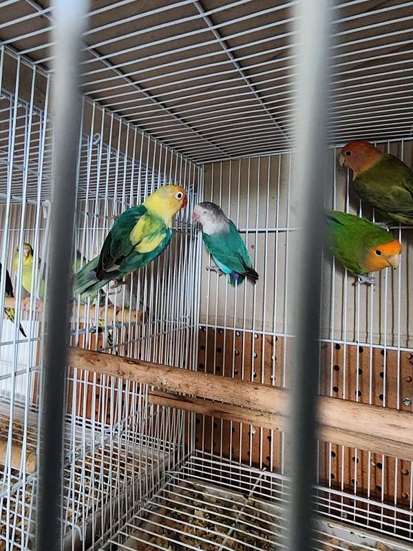 lovebird-for-sale