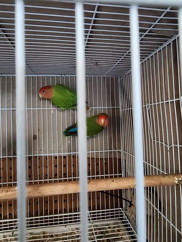 lovebird-for-sale