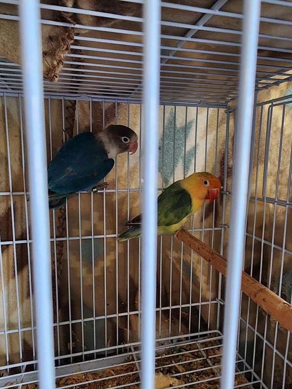 lovebird-for-sale