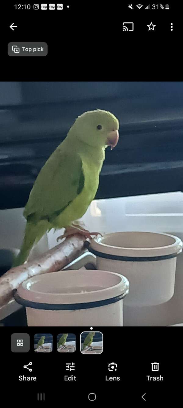 parrot-for-sale-in-medina-oh