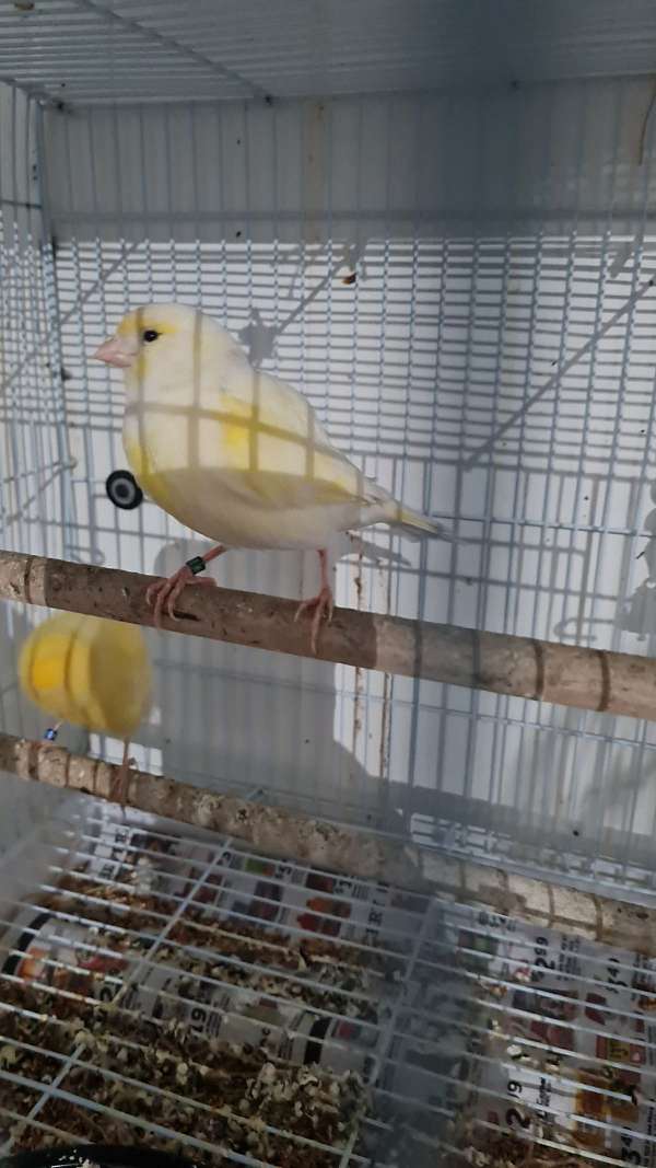 canary-american-singer-canary-bird-for-sale