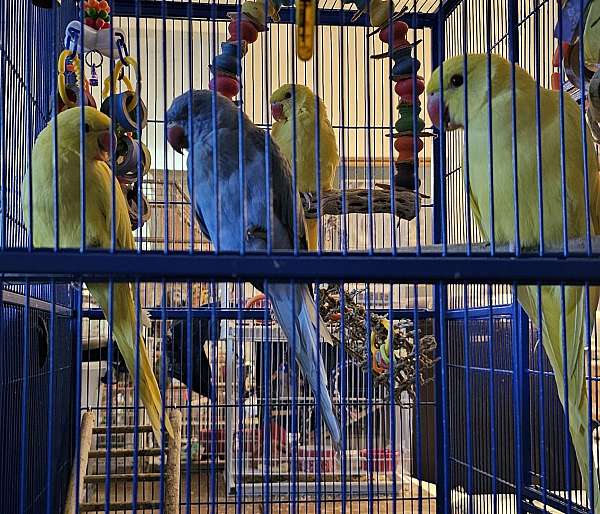 parrot-for-sale-in-granger-in