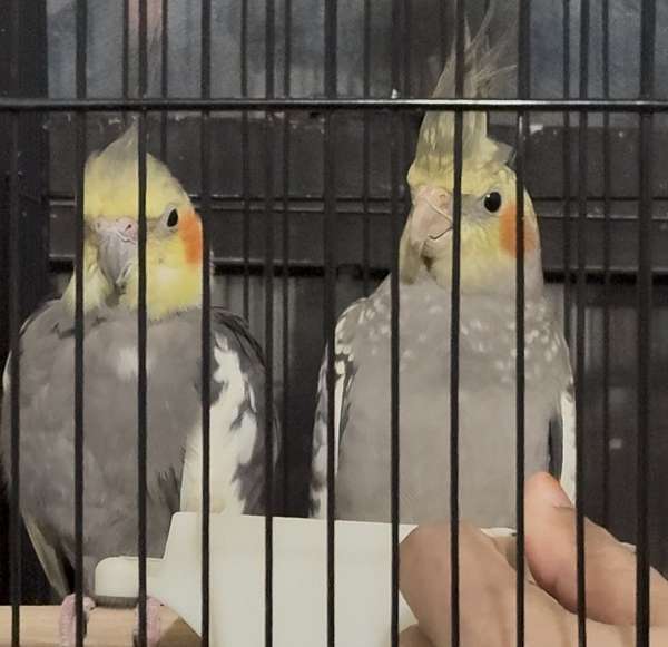 cockatiel-for-sale