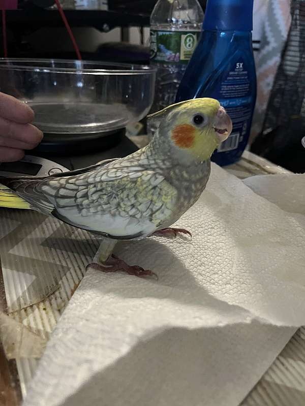 cockatiel-for-sale