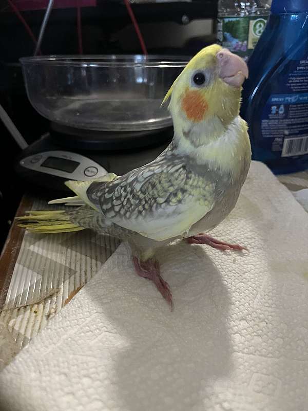 cockatiel-for-sale