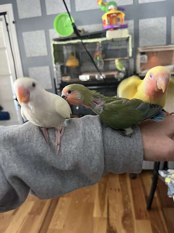 peach-faced-lovebird-for-sale